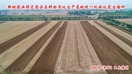 新地農業綠色食品原料標準化生產基地統一機械化花生播種